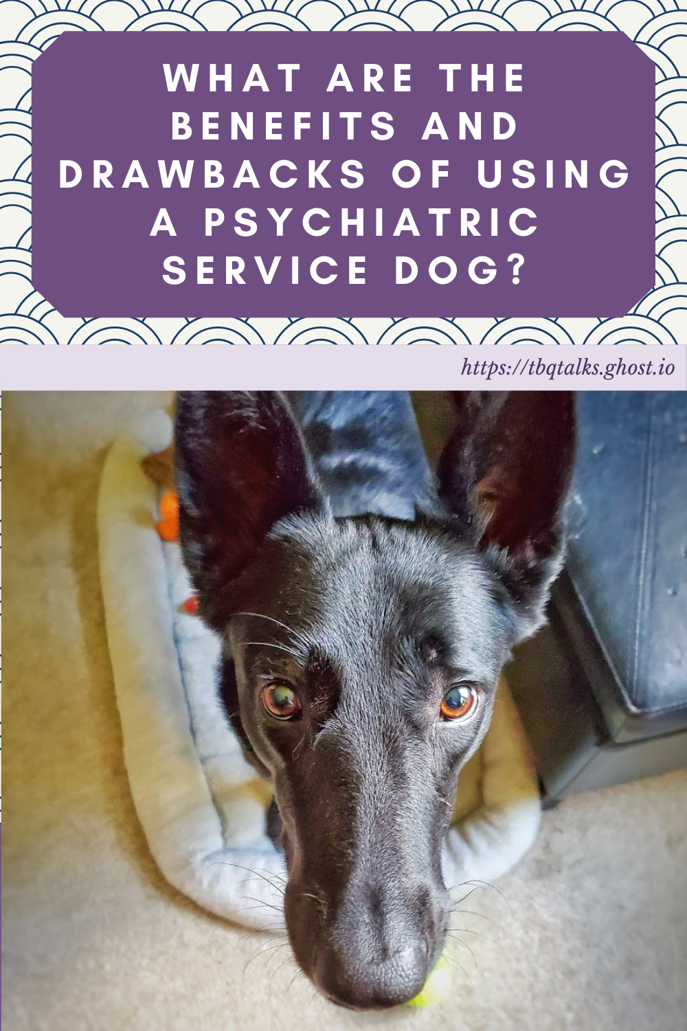 What Are The Benefits And Drawbacks of Using a Psychiatric Service Dog?