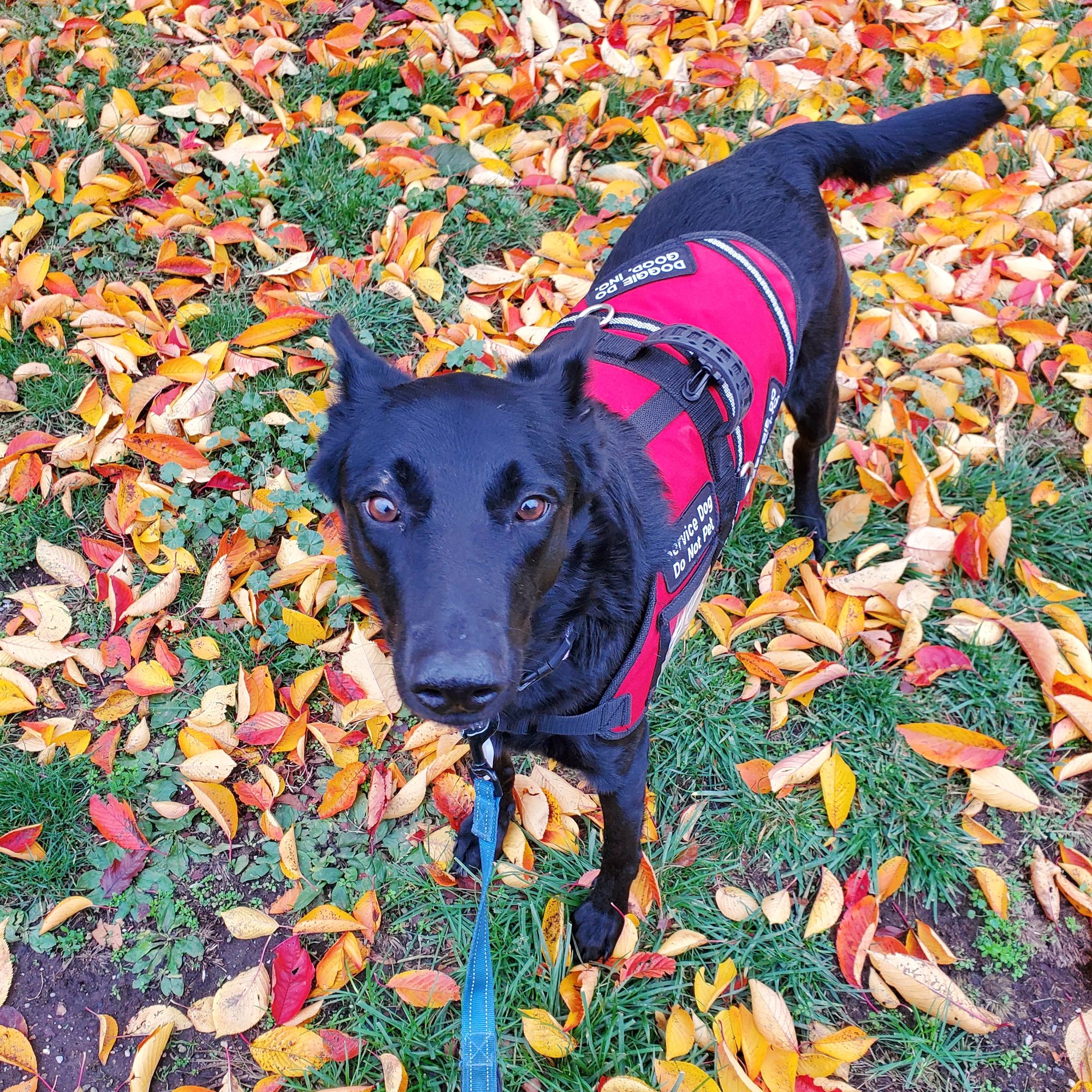 A black German Shepherd service dog wearing a red vest