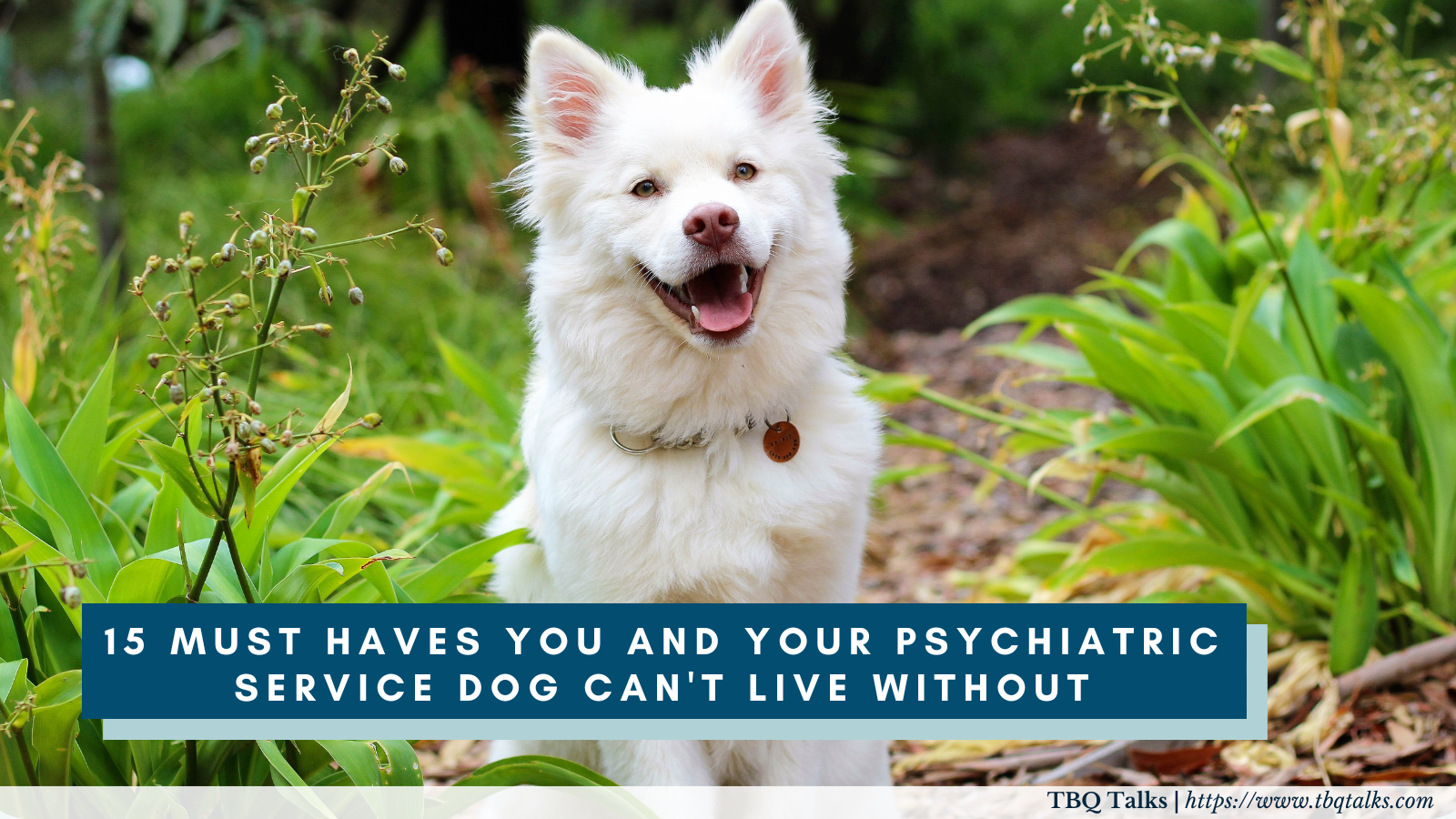 15 Must Haves You and Your Psychiatric Service Dog Can't Live