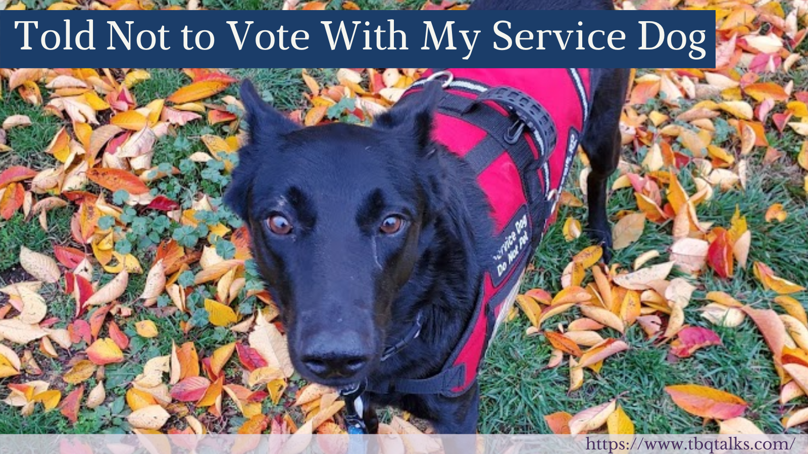 Told Not to Vote With My Service Dog